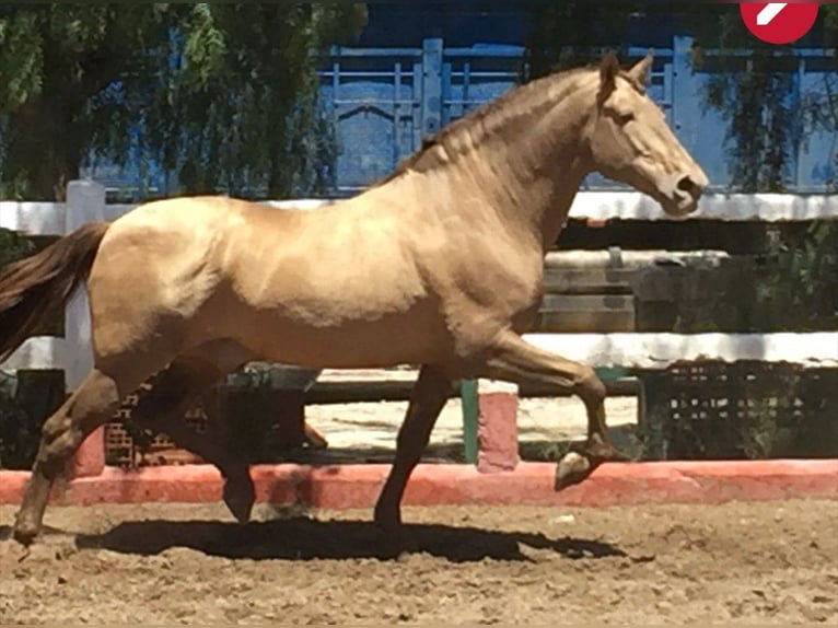 PRE Mix Stallion 3 years 13,1 hh Black in Rafelguaraf