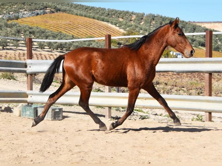 PRE Mix Stallion 3 years 14,1 hh Brown in Provinz Cordoba
