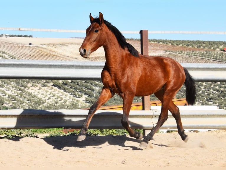 PRE Mix Stallion 3 years 14,1 hh Brown in Provinz Cordoba