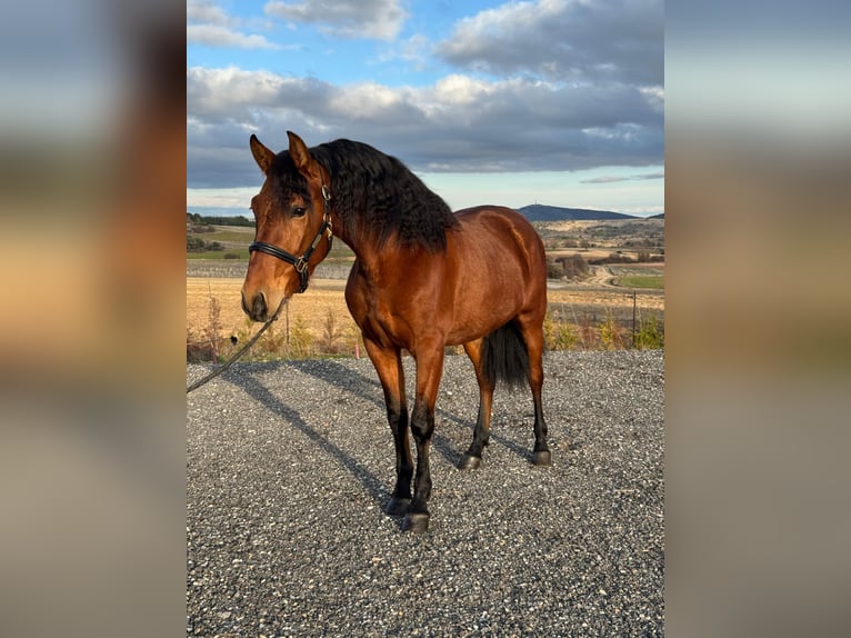 PRE Mix Stallion 3 years 14.2 hh Brown in Soria