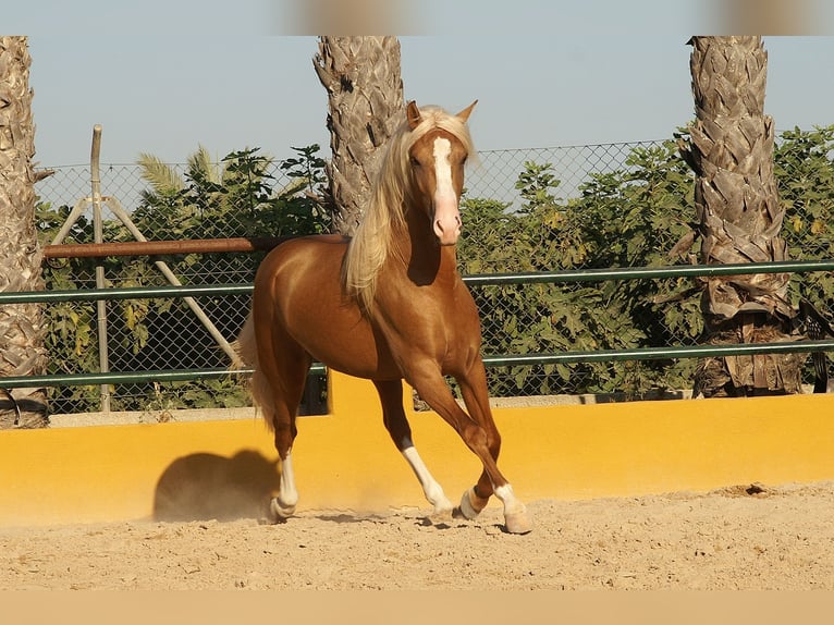 PRE Mix Stallion 3 years 14,2 hh Palomino in Alicante