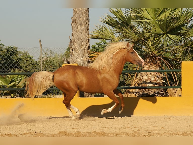 PRE Mix Stallion 3 years 14,2 hh Palomino in Alicante