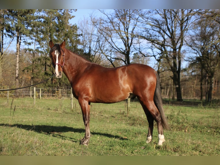 PRE Stallion 3 years 14,3 hh Brown in Meerlo