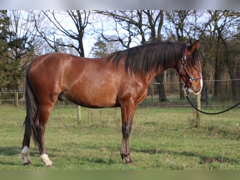 PRE Stallion 3 years 14,3 hh Brown in Meerlo