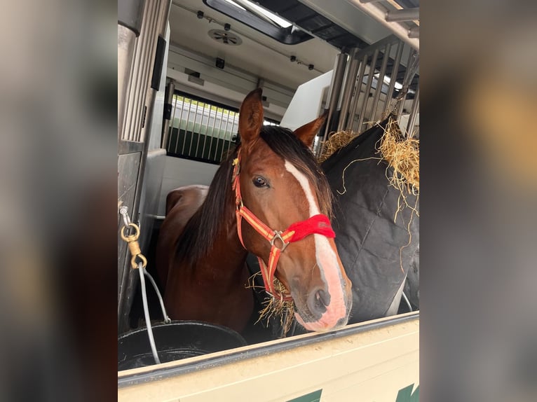 PRE Stallion 3 years 14,3 hh Brown in Meerlo