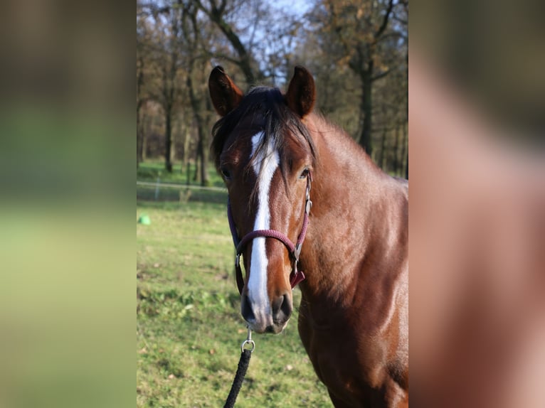 PRE Stallion 3 years 14,3 hh Brown in Meerlo