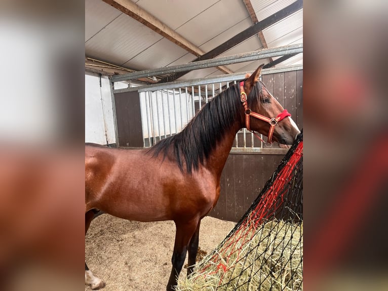 PRE Stallion 3 years 14,3 hh Brown in Meerlo