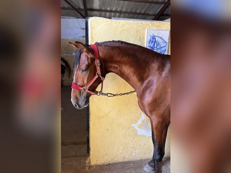 PRE Stallion 3 years 14,3 hh Brown in Meerlo