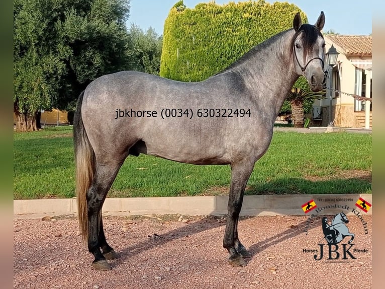 PRE Stallion 3 years 14,3 hh Gray in Tabernas Almeria