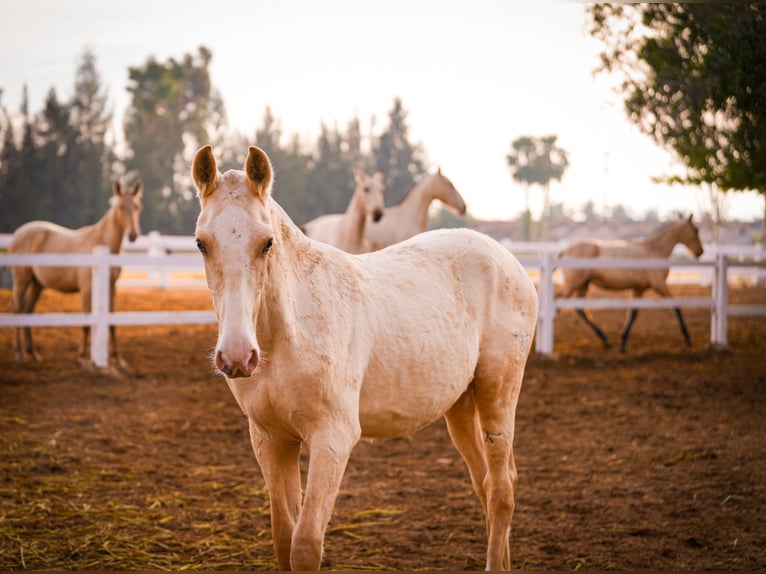 PRE Mix Stallion 3 years 14,3 hh Palomino in Valencia