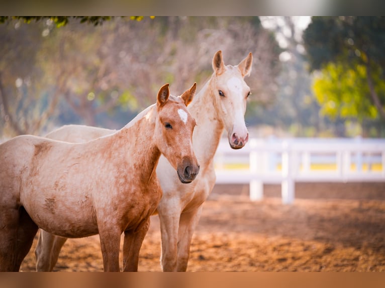 PRE Mix Stallion 3 years 14,3 hh Palomino in Valencia