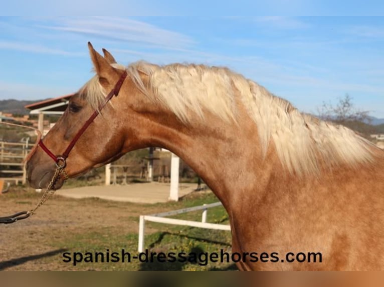 PRE Mix Stallion 3 years 14,3 hh Palomino in Barcelona