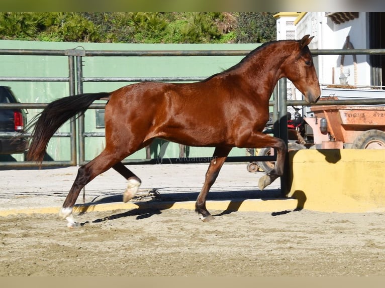 PRE Mix Stallion 3 years 14,2 hh Brown in Provinz Malaga