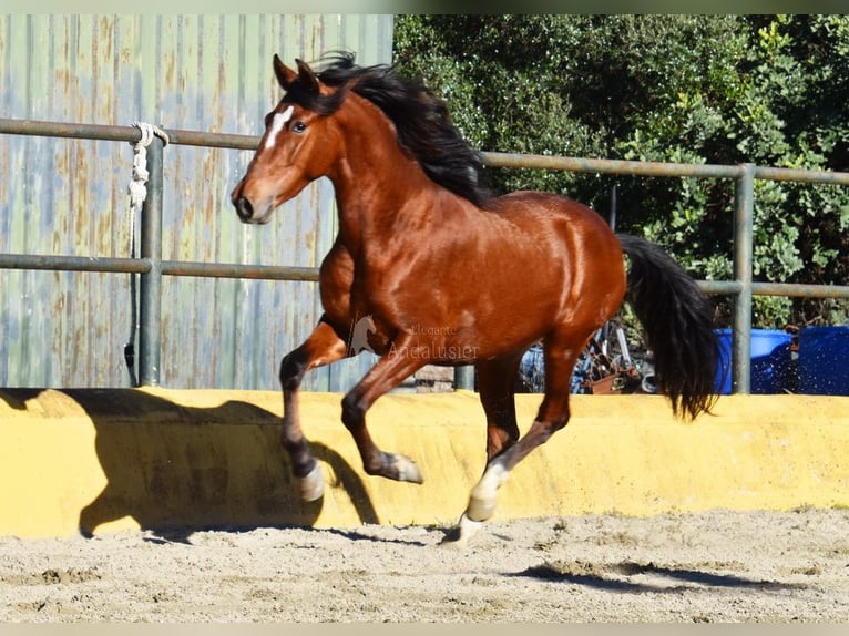 PRE Mix Stallion 3 years 14,2 hh Brown in Provinz Malaga