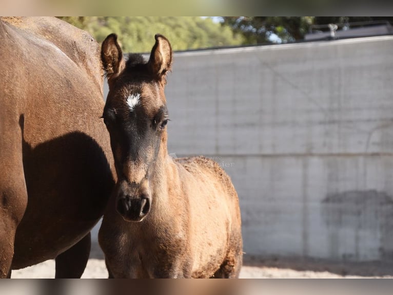 PRE Mix Stallion 3 years 14,2 hh Dun in Leuchtenberg