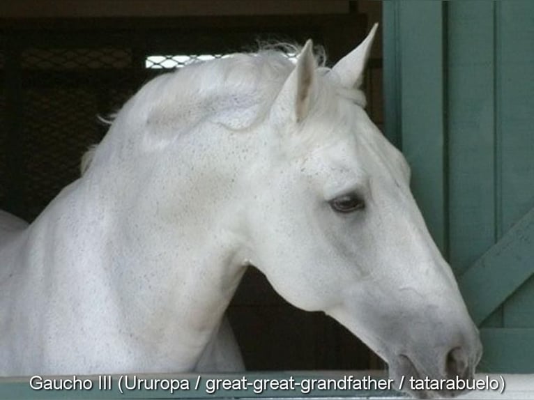 PRE Mix Stallion 3 years 14,2 hh Dun in Leuchtenberg