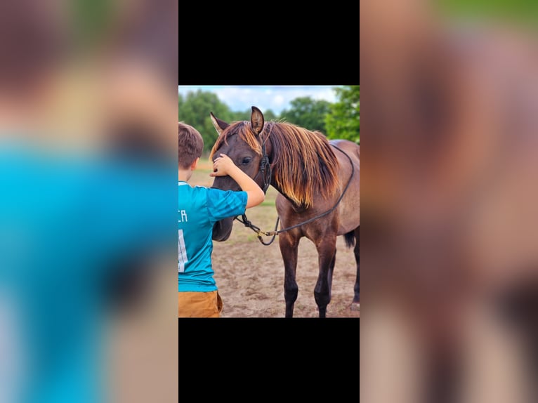 PRE Mix Stallion 3 years 14,3 hh Black in Thyrow