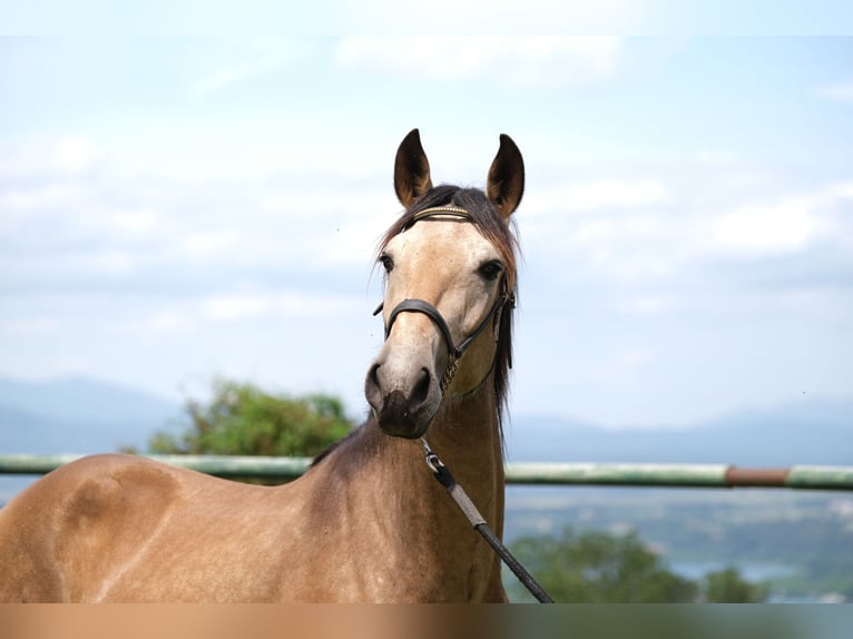 PRE Mix Stallion 3 years 15,1 hh in Hamburg