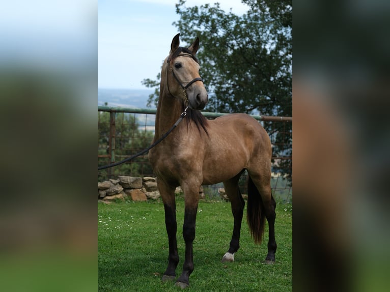 PRE Mix Stallion 3 years 15,1 hh in Hamburg