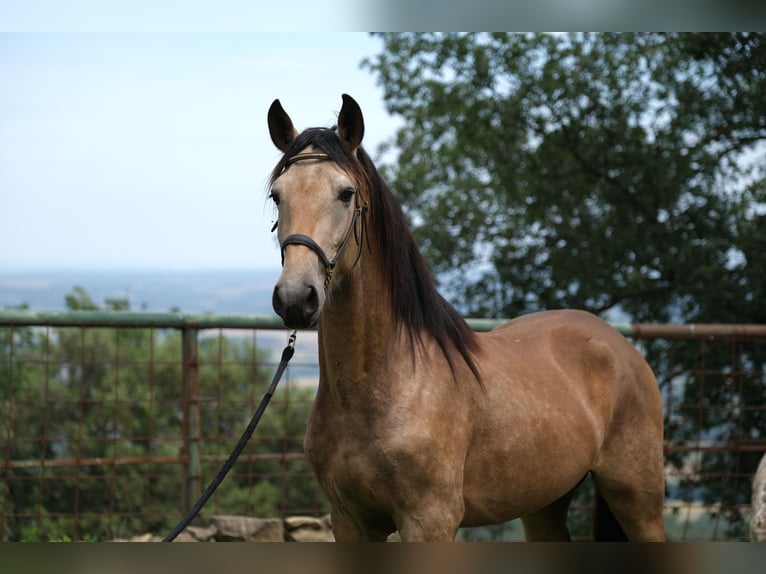 PRE Mix Stallion 3 years 15,1 hh in Hamburg