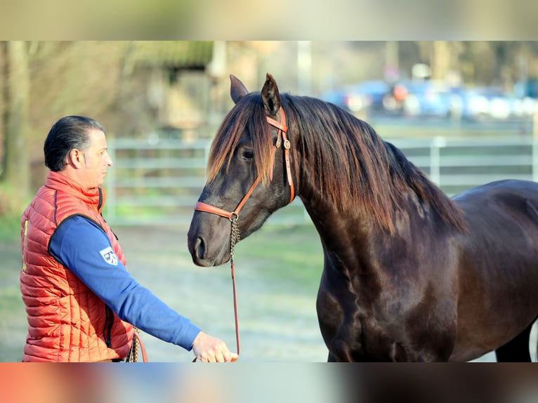 PRE Stallion 3 years 15,1 hh Black in WarendorfWarendorf
