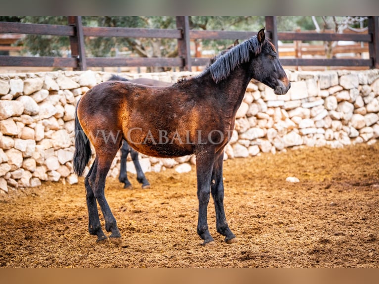 PRE Stallion 3 years 15,1 hh Black in Valencia