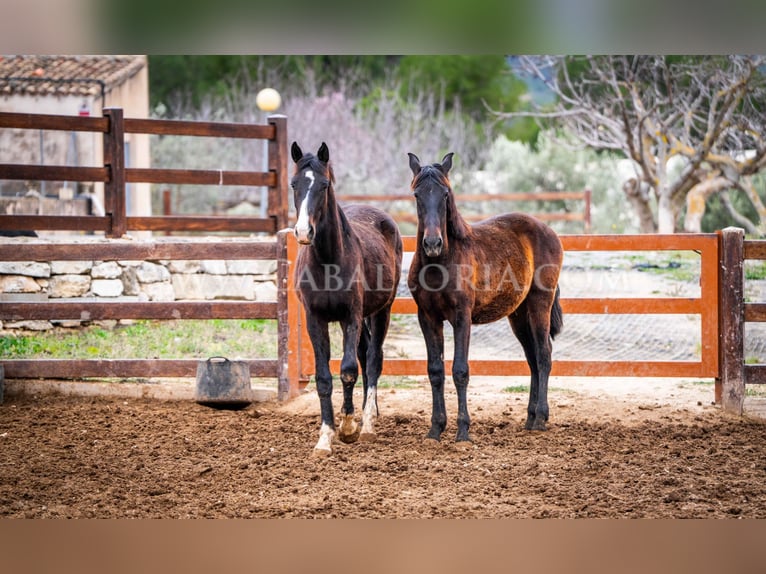 PRE Stallion 3 years 15,1 hh Black in Valencia