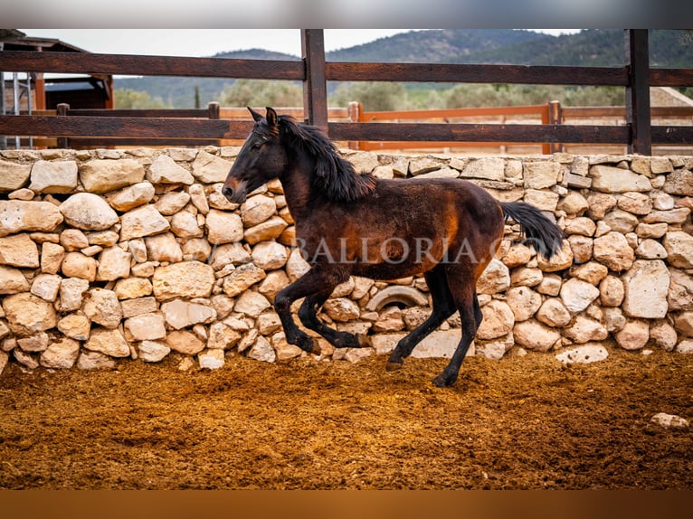 PRE Stallion 3 years 15,1 hh Black in Valencia