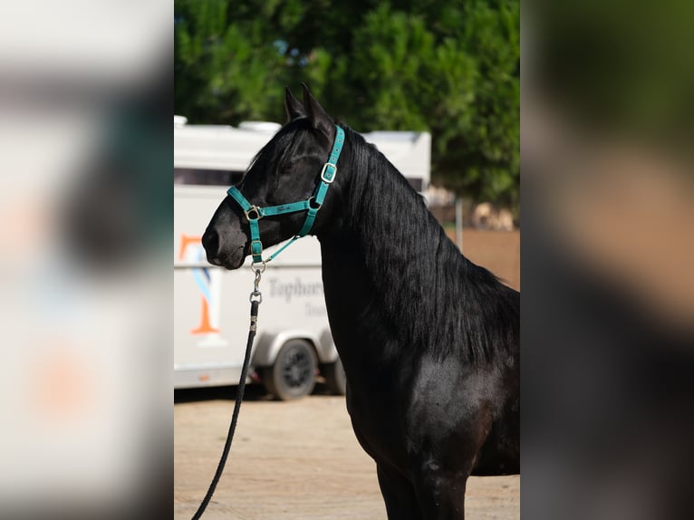 PRE Mix Stallion 3 years 15,1 hh Black in Hamburg