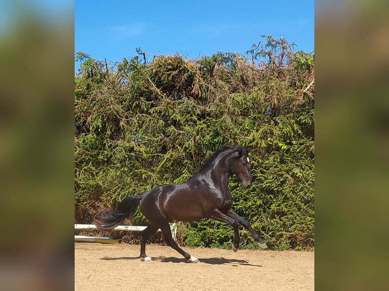 PRE Mix Stallion 3 years 15.1 hh Black in Edling