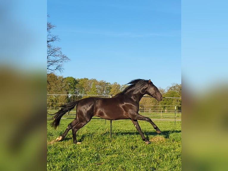 PRE Mix Stallion 3 years 15.1 hh Black in Edling