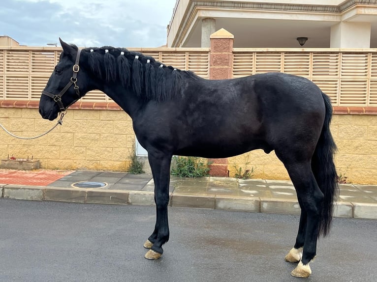 PRE Mix Stallion 3 years 15,1 hh Black in Tabernas