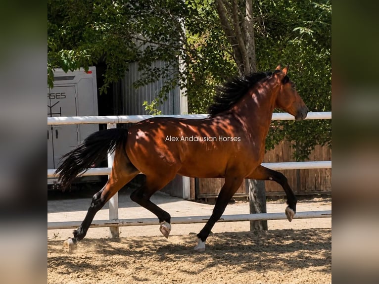 PRE Mix Stallion 3 years 15.1 hh Brown in Sevilla