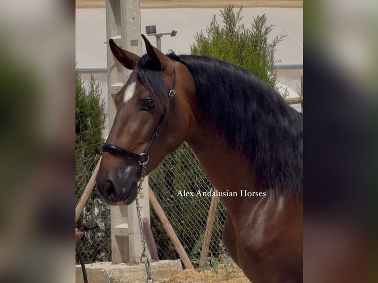 PRE Mix Stallion 3 years 15.1 hh Brown in Sevilla