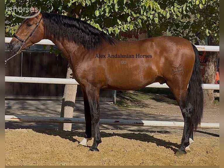 PRE Mix Stallion 3 years 15.1 hh Brown in Sevilla