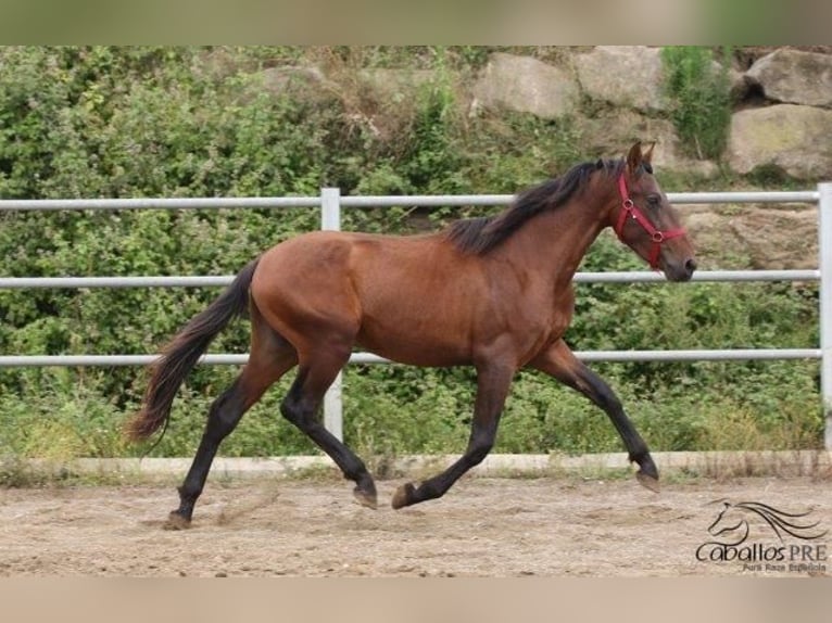 PRE Stallion 3 years 15,1 hh Brown in Barcelona