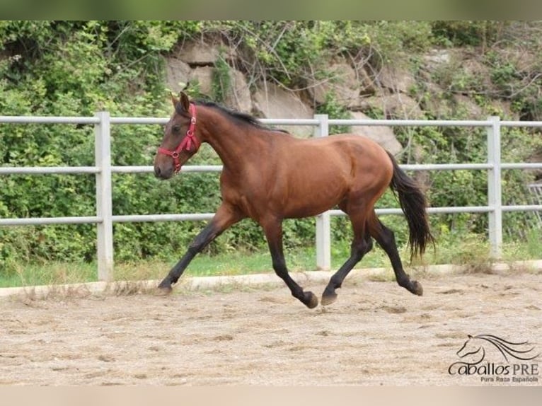 PRE Stallion 3 years 15,1 hh Brown in Barcelona