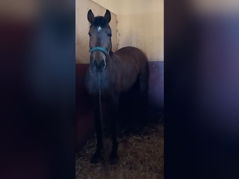 PRE Stallion 3 years 15.1 hh Brown in Almonte