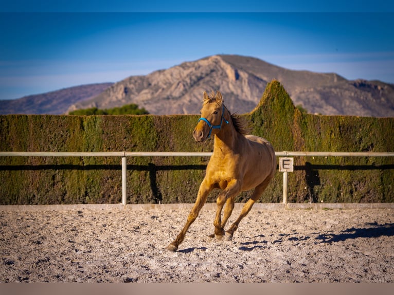 PRE Mix Stallion 3 years 15,1 hh Champagne in Rafelguaraf