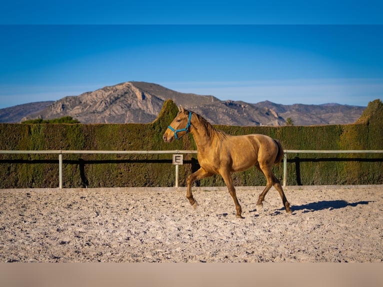 PRE Mix Stallion 3 years 15,1 hh Champagne in Rafelguaraf