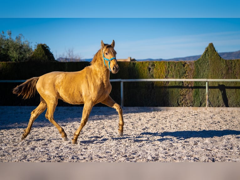 PRE Mix Stallion 3 years 15,1 hh Champagne in Rafelguaraf