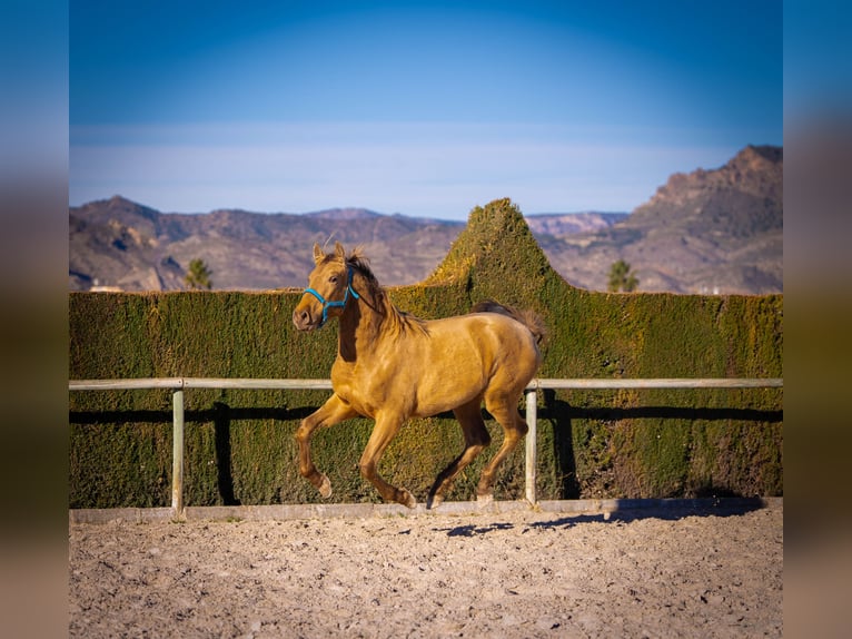 PRE Mix Stallion 3 years 15,1 hh Champagne in Rafelguaraf