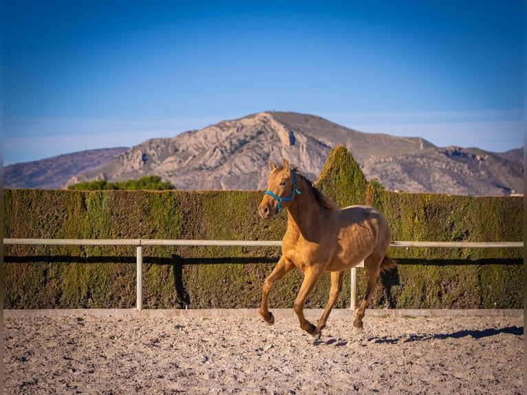 PRE Mix Stallion 3 years 15,1 hh Champagne in Rafelguaraf