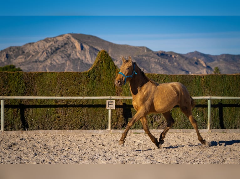 PRE Mix Stallion 3 years 15,1 hh Champagne in Rafelguaraf