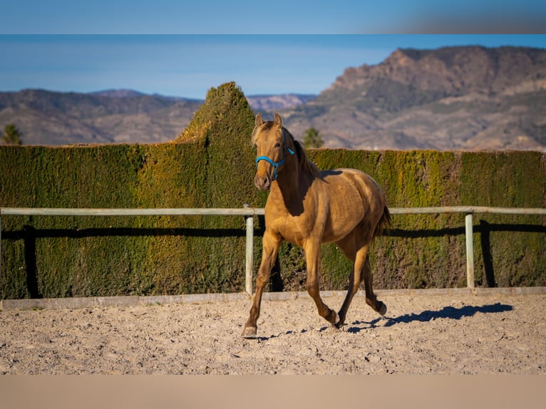 PRE Mix Stallion 3 years 15,1 hh Champagne in Rafelguaraf