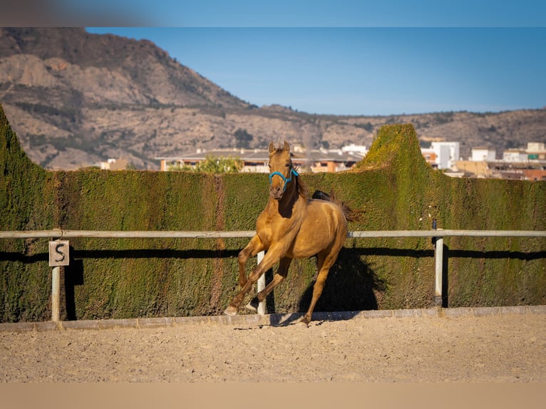 PRE Mix Stallion 3 years 15,1 hh Champagne in Rafelguaraf