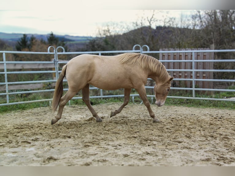 PRE Stallion 3 years 15,1 hh Champagne in Kirn