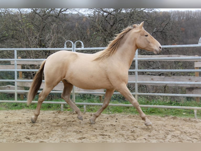 PRE Stallion 3 years 15,1 hh Champagne in Kirn