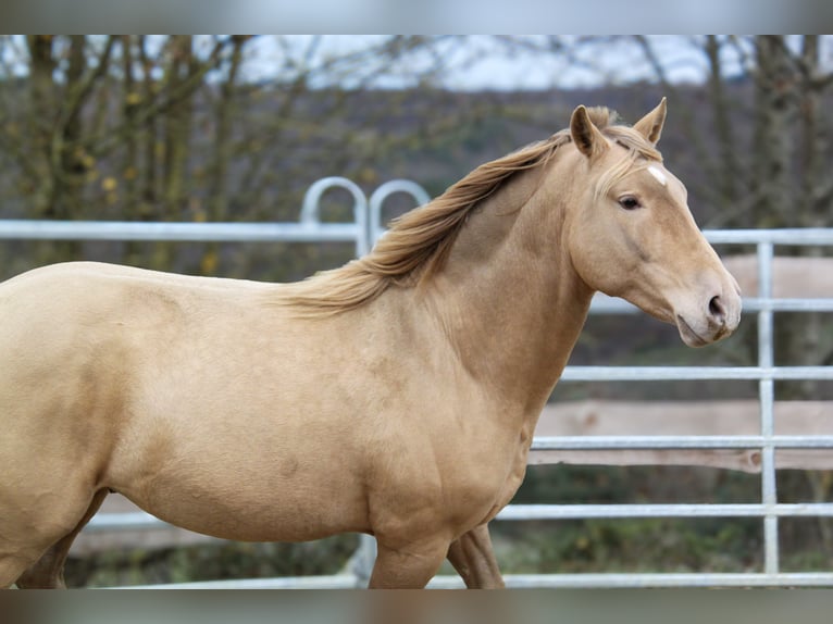 PRE Stallion 3 years 15,1 hh Champagne in Kirn