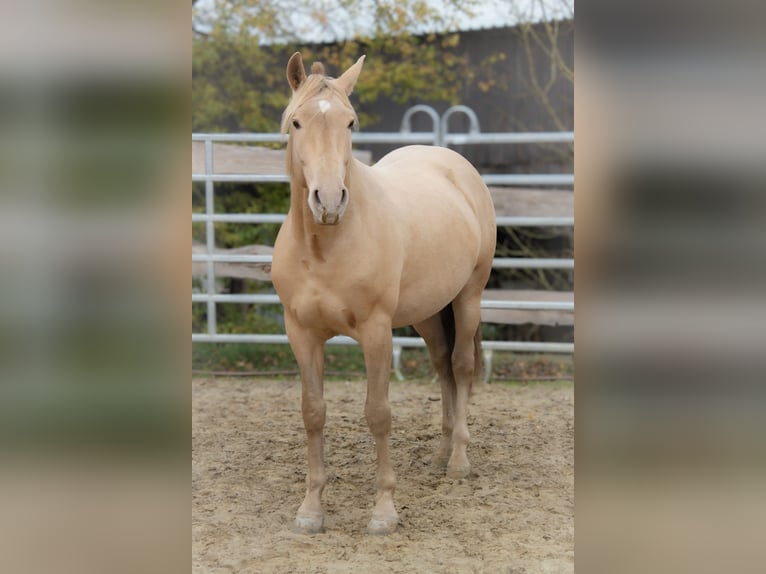 PRE Stallion 3 years 15,1 hh Champagne in Kirn